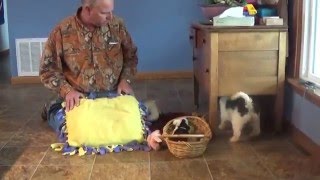 Cavapoo girls on sale $1000 Lark and Ella