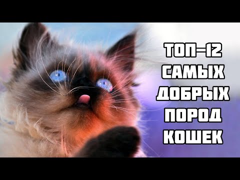 Самые ласковые и добрые кошки в мире: 12 пород