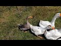 Гуси - Холмогоры и Линда. / geese Holmogory and Linda /