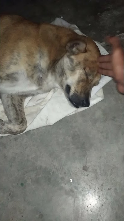 anjing kerjanya tidur terus tidak bangun bangun #short