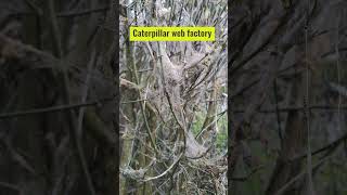 Cool! 🐛 🐛 🕸 Caterpillar web factory (Longer version) #moths #nature #naturelovers