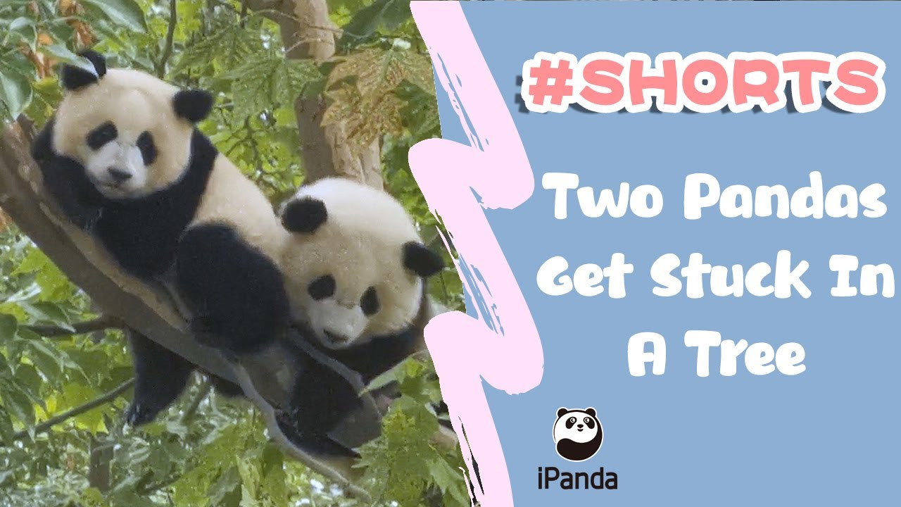 Two Pandas Get Stuck In A Tree | iPanda #shorts