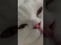 냥냥 취한다냥