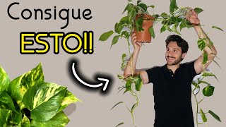 Planta del TELÉFONO 📞 Planta POTOS cuidados 🌿 Epipremnum aureum 🌿 ESQUEJES en agua