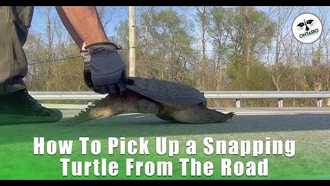 How To Pick Up a Snapping Turtle From The Road