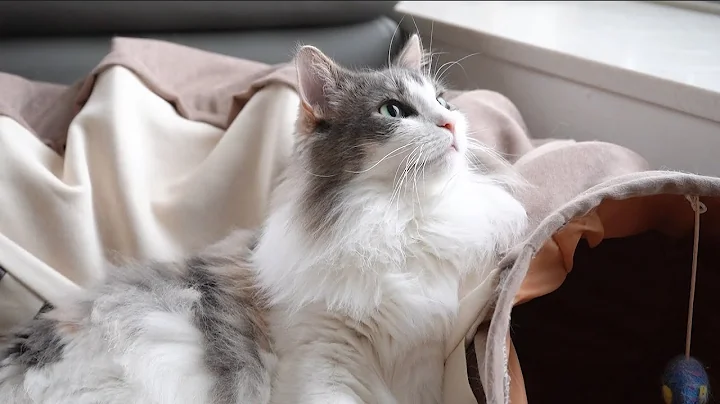 Video 1050881: tabby white norwegian forest, white norwegian forest cat, norwegianforestcat cat, blue tabby white