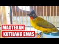 Masteran Kutilang Emas Gacor Full Isian Suara Jernih Durasi Panjang Mp3 - Mp4 Download