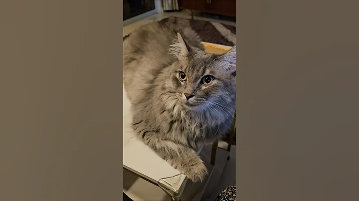 Video 9216021: mainecoon britishshorthair, female mainecoon, britishshorthair baby, cats catlover