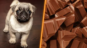 ¿Qué ocurre si un perro come chocolate?