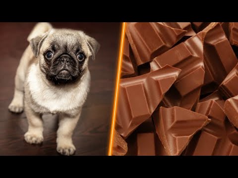 Video: ¿Morirá un perro si come chocolate?