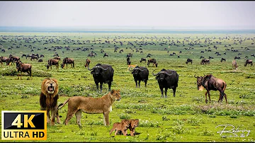 4K African Wildlife: What Happen Next in Nature | Wildlife Secrets - Relaxing Nature In 4K