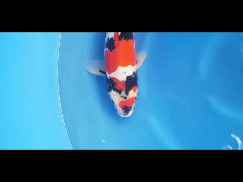 Ontdek deze adembenemende Doitsu Showa van Takahashi 🐟 - KOI-62598 Maak kennis met deze adembenemende Doitsu Showa van Takahashi Koi Farm! Met zijn diepe rood-zwarte patronen en sterke contrasten op een zuivere witte ondergr...