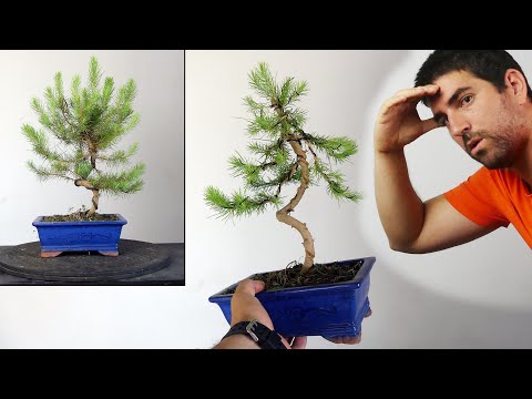 Video: Cuidado del pino carrasco: aprenda sobre los pinos carrascos en el paisaje