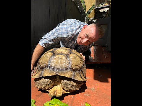 Video: Sulcata Kaplumbağası için Dış Ortamda Yaşam Alanı İnşa Etmek