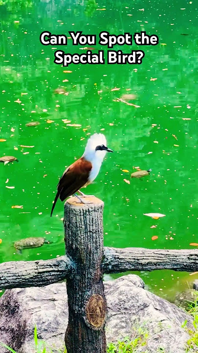 Curious Minds & Calm Creatures 🐢✨ | Can You Spot the Special Bird?