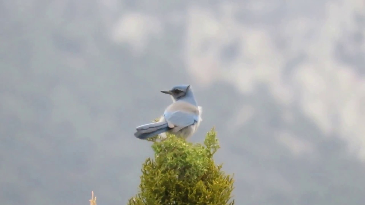 Woodhouse's Scrub-Jay (Elena Gallegos) 