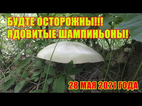 Ядовитые шампиньоны!!! Будьте осторожны!!! Шампиньон желтокожий 28 мая 2021 года!