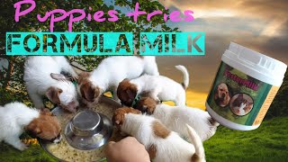 Puppy milk replacer | Weaning puppies by Mello Muñoz 3,823 views 3 years ago 4 minutes, 33 seconds