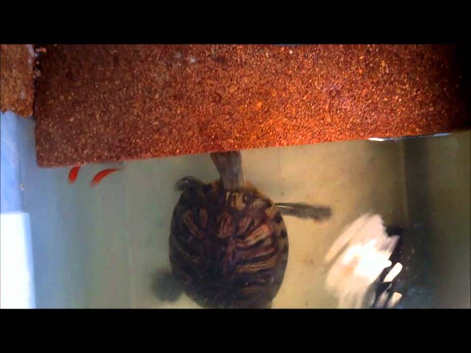 Here Fishy Fishy!!! (Turtle FAIL) - YouTube