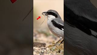 This Cute Bird is a SERIAL KILLER 😱 (But Why?) #Shorts