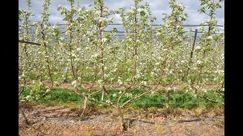 AF. ANP-0131 Four Leader Open Tatura QA.BH Rootstocks