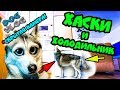 DOGVLOG: ХАСКИ И ХОЛОДИЛЬНИК. Скрытая камера. Говорящая собака