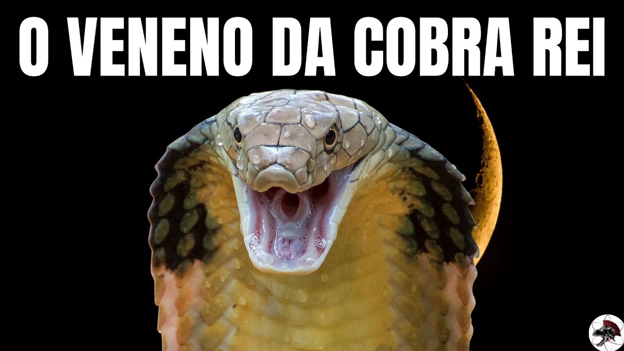 O Veneno da Cobra Rei,  The King Cobra | Biólogo Henrique