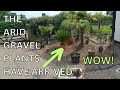 Arid gravel desert garden plant delivery day plant selections