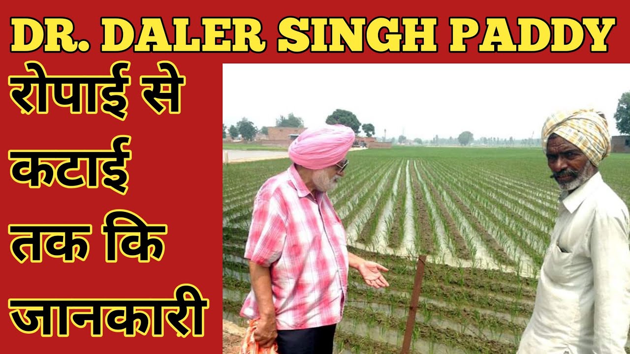 Dr Daler Singh Paddy Technique In Full Detail पंजाब के किसानों के एक्सपेरिंस का वीडियो |Agriup2date