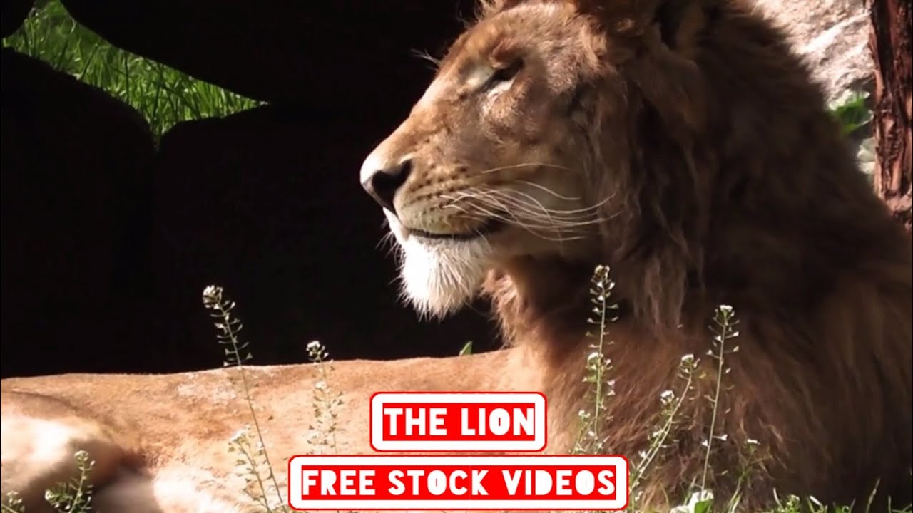 LION | Free Stock Video | No Copyright Video | Royalty Free Video | Lions Free Videos