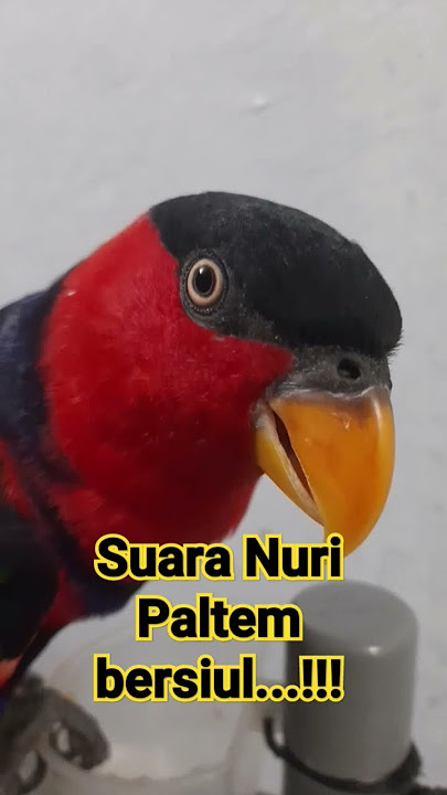 Burung Nuri Yang Pandai Bersiul.....🦜🦜🦜