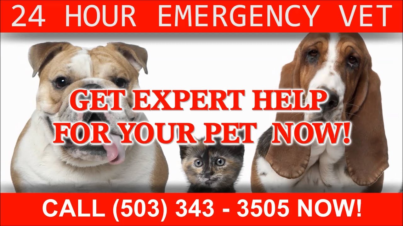 24 Hour Emergency Veterinarian Portland OR Call 503 343 3505 YouTube 24 Hour Emergency Veterinarian Portland OR Call 503 343 3505 YouTube