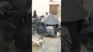 Recuperarea începe din primele minute după cursă… iar unii crescători încă ignoră asta 👀🕊️