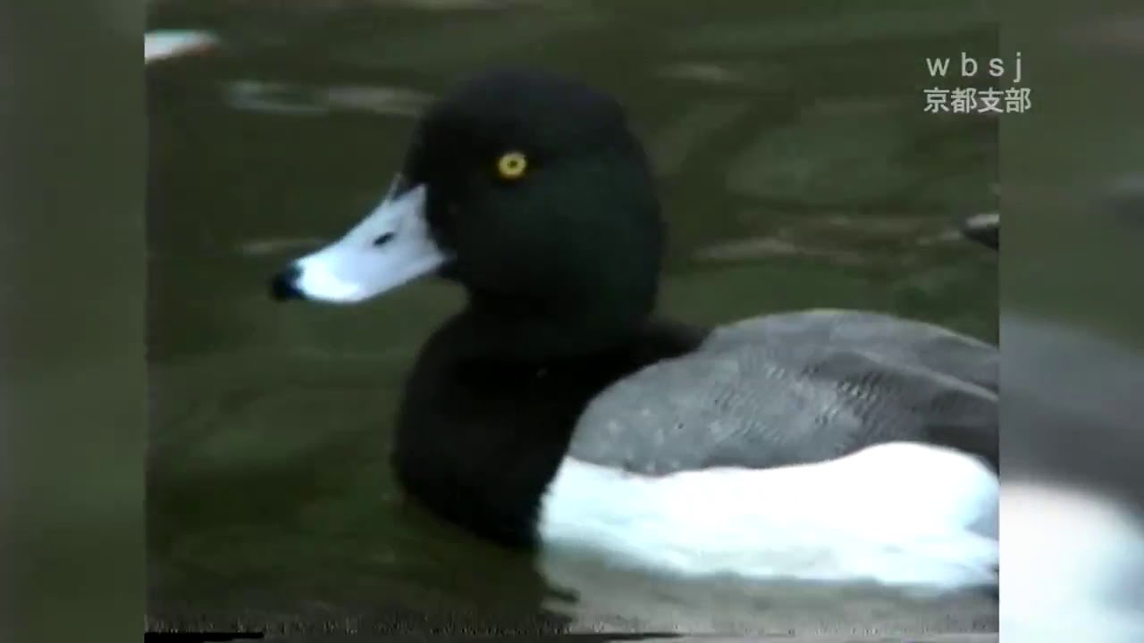 スズガモ日本野鳥の会 京都支部