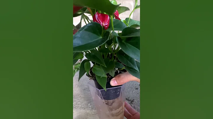 Tips for growing anthuriums #shorts #anthurium