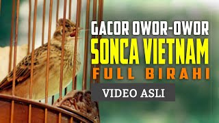 Branjangan Gacor - Kicau Sonca Vietnam Gacor