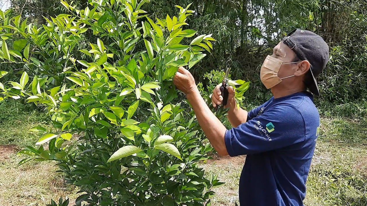 pembahasan jeruk untuk pemula