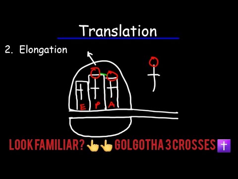 Video: Regulatiivsete Pikkade Intergeensete Mittekodeerivate RNA-de Ennustamine, Mis Toimivad Trans-alustes Aluspaaride Interaktsioonide Kaudu