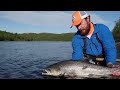 Ponoi river june releasing atlantic salmon