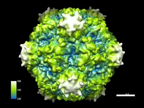 Vidéo: Tobacco Ringspot On Epinards : traiter les épinards avec le virus Ringspot du tabac