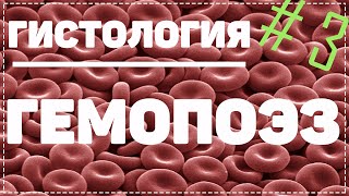 Гемопоэз 3 / КАК ОБРАЗУЕТСЯ КРОВЬ / Гистология