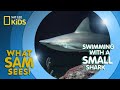 Shark Behavior and Ecology Assessment