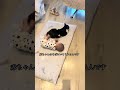 おんぶ猫ムロと孫『今度は私の番よ』 #おんぶ猫ムロ #可愛い