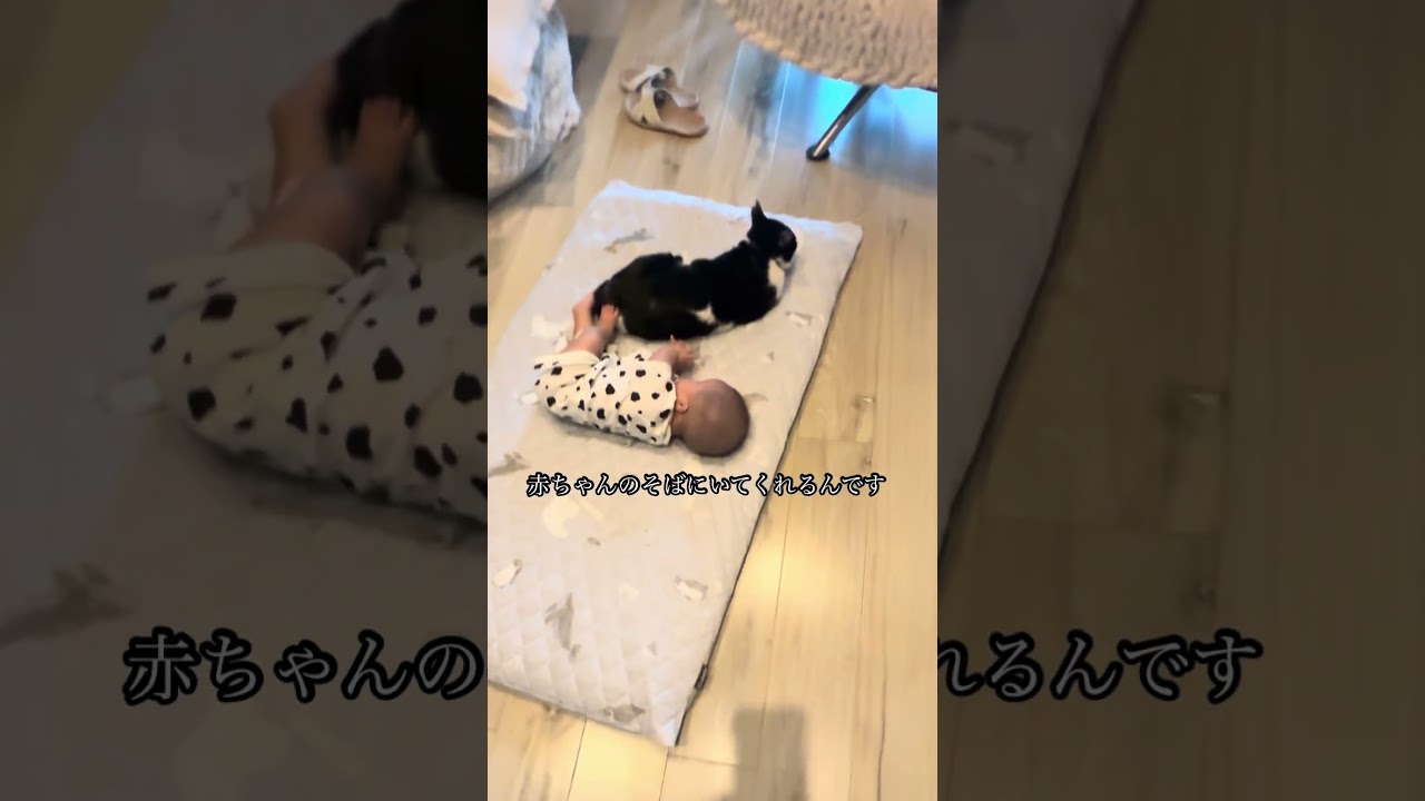 おんぶ猫ムロと孫『今度は私の番よ』 #おんぶ猫ムロ #可愛い