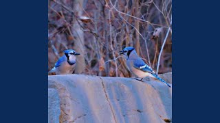 Bluebird