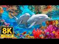 Exotic Ocean Creatures in 8K HDR | Dolby Vision™