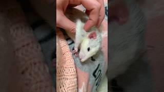 Pet Rat Remy Cute Dumbo Rat