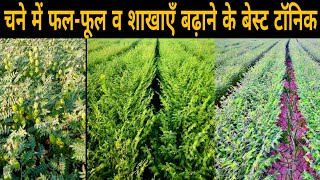 चने में फल-फूल व शाखाएँ बढ़ाने के बेस्ट टॉनिक | Plant growth regulator | Chane ki kheti | lihocin