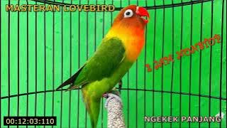 Masteran lovebird ngekek panjang || 2 jam nonstop
