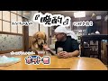 パパの『晩酌』の相手もするゴールデンレトリバーホット君…@hotto510